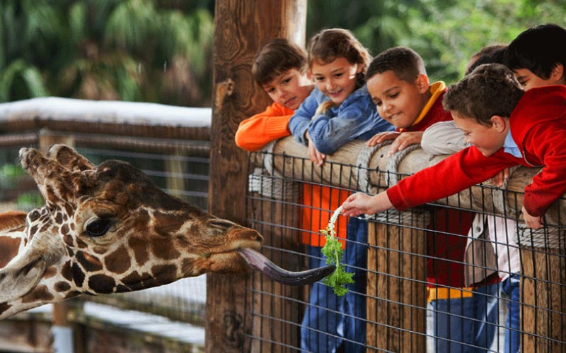 kids watching animals at a crowded zoo, school trip safety, November 2024, Australia